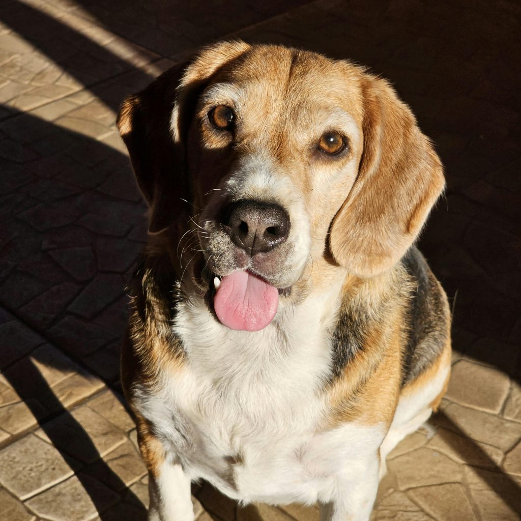 Älterer Beagle, der in der Sonne sitzt und in die Kamera schaut.